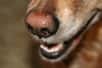 Cliff, un beagle mâle de deux ans, est devenu expert pour détecter l’infection à Clostridium difficile, aussi bien dans les selles qu’en reniflant les patients. Cette maladie nosocomiale potentiellement mortelle confère une odeur particulière qui n’échappe pas à l’odorat aiguisé du chien. Les animaux de compagnie établiront-ils bientôt les diagnostics dans les hôpitaux ?