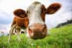 De la viande provenant de bovins souffrant de tuberculose serait en vente au Royaume-Uni. Le département de l'Environnement, de l'Alimentation et des Affaires rurales se veut cependant rassurant, et affirme que le risque de transmission à l’Homme est extrêmement faible. Les Britanniques doivent-ils pour autant consommer de la viande malade ?