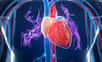 Les deux ventricules cardiaques sont les deux compartiments inférieurs du cœur. En rouge : sang riche en dioxygène, en bleu : sang pauvre en dioxygène. © Sebastian Kaulitzki, Shutterstock