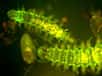 Un petit ver marin, Odontosyllis phosphorea, a toujours intrigué marins et scientifiques par sa bioluminescence. La reproduction de ce phénomène dans le cadre expérimental pourrait ouvrir la porte vers d’étonnantes perspectives.