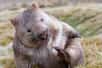 Le wombat est un animal surprenant. Il est le seul à fabriquer… des crottes cubiques ! Aujourd’hui, les chercheurs semblent enfin avoir percé son secret. Et ils imaginent même qu’ils pourront s’en servir pour aider à diagnostiquer des cancers ou pour changer notre façon de façonner la matière.
