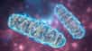 La petite protéine impliquée dans la découverte se trouve dans l'ADN des mitochondries. © Dr_Microbe, Adobe Stock
