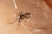 Vous faites peut-être partie de ces personnes qui attirent les moustiques, de manière injuste. Des chercheurs viennent d’en identifier la raison avec les acides carboxyliques dérivés de la peau, caractéristiques de notre odeur corporelle.