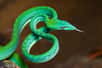 Le serpent liane asiatique (Ahaetulla prasina) se distingue par son museau pointu, son corps fin et sa couleur généralement vert-feuille, lui permettant de se mouvoir avec agilité au sein de la végétation. © Rushenb, CC By-SA 4.0, Wikimedia Commons