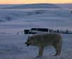 Un loup près de la base militaire permanente d'Alert, dans l'Arctique canadien, en 2004, à moins de 900 km du pôle Nord. © Stéphanie Pertuiset - AFP/Archives