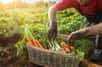 Les aliments issus de l'agriculture biologique sont produits sans pesticides ni OGM, au contraire de l'agriculture industrielle. Quelle est la valeur nutritive des fruits, légumes et aussi des viandes bios ? Contiennent-ils plus de vitamines et de minéraux ?