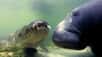 Les lamantins peuvent atteindre une vitesse de 8 km/h, et jusqu’à 25 km/h sur de courtes distances, ce qui rend la tâche difficile aux alligators qui voudraient les importuner. © Patrick M. Rose, Save The Manatee Club