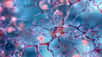 Dans la maladie d’Alzheimer, certaines lésions sont localisées à l’intérieur des neurones sous forme d’enchevêtrements fibrillaires, d’autres forment des plaques au niveau du tissu cérébral. © Prasanth, Adobe Stock