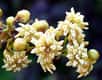 Endémique de Nouvelle-Calédonie, Amborella porte en elle des caractéristiques des plantes à fleurs ainsi que celles des arbres qui ne fleurissent pas. Cette découverte la situe à l’interface de ces deux groupes. De quoi mieux comprendre le fabuleux succès des plantes à fleurs.