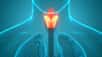 Le larynx est une structure cartilagineuse qui donne sur le système respiratoire. © Wikimedia Commons© magicmine, Adobe Stock