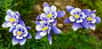Les ancolies illuminent les jardins de mai à juillet avec des fleurs à la forme originale, de couleur unie ou bicolore. Elles apportent une élégance naturelle et les fleurs sont très appréciées de pollinisateurs.