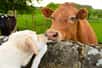 La communication entre espèces animales intrigue les scientifiques depuis des décennies. Dans la nature, de nombreux animaux semblent comprendre et parfois même imiter les signaux d'alerte ou d'autres formes de communication provenant d'espèces différentes. Cette capacité d'apprentissage interspécifique soulève des questions passionnantes sur l'intelligence animale et les mécanismes d'adaptation.