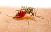 Le paludisme est une maladie parasitaire transmise à l'humain par les moustiques du genre Anopheles. Elle fait encore de nombreuses victimes parmi les enfants, surtout en Afrique. Les chercheurs essaient de trouver un moyen de réduire la prévalence du parasite chez les anophèles. La dernière en date mise sur un champignon microscopique qui bloque l'infection du moustique par Plasmodium.