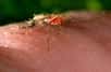 Le moustique est un insecte particulièrement meurtrier à cause des parasites qu’il transmet à l’Homme lorsqu’il pique. Une nouvelle étude dévoile une capacité inédite qui permet aux moustiques de « sentir » les insecticides avec le bout de leurs pattes.