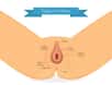 L'anus fait suite au rectum, dernière partie du tube digestif. © ankov, Adobe Stock