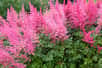 L'astilbe, cette fleur majestueuse aux panaches gracieux, enchante les jardins ombragés. Pourquoi planter dès maintenant cette merveille botanique ? Comment créer un spectacle printanier éblouissant avec ses teintes vibrantes ? Découvrez les secrets d'une floraison exceptionnelle et transformez votre espace extérieur en un havre de beauté.