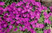 Magnifique floraison de l'aubriète rose. © JAG Images, Adobe Stock