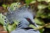 Le magnifique goura de Victoria (Goura victoria) , aujourd'hui menacé, est le plus grand pigeon du monde. © Edwin Butter, Adobe Stock