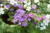 Petites fleurs blanches, roses et violettes de bacopa.&nbsp;© dewessa, Adobe Stock