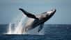 Les baleines à bosse ne sautent pas par erreur sur les bateaux, selon les gardes côtiers du New Hampshire. © Jevjenijs, Adobe Stock