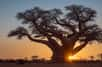 Une espèce d'arbre semble ne pas être affectée du tout par le réchauffement climatique, et pas n'importe laquelle : le baobab ne réagit pas aux variations climatiques et prospère très bien, contrairement aux autres arbres africains.