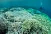 Ce n'est pas bon signe alors que, sous influence de La Niña, la température de l'océan devrait être plus froide, la Grande Barrière de corail subit son quatrième blanchissement depuis 2016 en raison d'une exposition prolongée à un stress thermique. De nouveau victime du réchauffement climatique, la Grande Barrière de corail peut toutefois retrouver ses couleurs malgré une extrême fragilisation : 91 % des coraux sont touchés laissant présager d'une détérioration des écosystèmes.