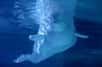 Au printemps 2019, deux baleines blanches, ou bélugas, qui évoluent dans un aquarium de Shanghai, en Chine, devraient rejoindre un sanctuaire marin de la baie de Klettsvik, en Islande. Environ 3.000 baleines et dauphins vivent actuellement en captivité dans le monde.
