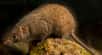 En Australie, une équipe de l’université du Queensland a découvert une nouvelle espèce de petites souris marsupiales du genre Antechinus. Comme chez d’autres cousines, les mâles sont sémelpares : ils ne se reproduisent qu’une fois, car ils meurent d’épuisement et de stress après les — nombreux — accouplements.