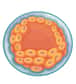 Au stade embryonnaire du blastocyste, le trophoblaste correspond aux cellules qui forment une enveloppe qui entrera au contact avec la muqueuse utérine. © blueringmedia, Fotolia