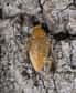 Les blattes constituent, avec les mantes religieuses, les plus beaux exemples d’insectes construisant des oothèques. À l’image, on peut voir une blatte portant à l’extrémité de son abdomen une oothèque marron. © Didier Descouens, Wikipédia, cc by sa 3.0