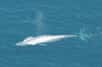 La baleine bleue est la plus gros animal sur Terre. © NOAA, Channel Islands National Marine Sanctuary