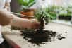 Au-delà d’un simple petit arbre en pot, le bonsaï éveille autant l'imagination que ses délicates branches étagées s'élancent artistiquement au-dessus du tronc noueux. Habillez votre intérieur ou votre bureau avec ce fragment de nature à l'esthétique zen, pour bénéficier de sa présence apaisante qui invite à la contemplation.