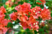 Le bougainvillier ou bougainvillée fait partie des magnifiques plantes grimpantes luxuriantes qui donnent une touche d’exotisme à votre extérieur d’avril à septembre. Les variétés offrent des floraisons en continu avec des fleurs aux nuances flamboyantes de rose, orange, jaune, blanche, rouge ou violette.
