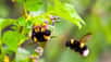 Parmi les insectes qui volent en vrombissant dans les jardins fleuris, les bourdons se sont clairement fait voler la vedette par les abeilles productrices de miel et les guêpes irritantes. Ces grands oubliés sont souvent très méconnus, peuvent-ils seulement piquer ?