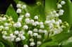 Fleur emblématique du 1er mai, le muguet si apprécié avec ses grappes de clochettes blanches parfumées peut se multiplier pour en avoir encore plus. Comment faire et quand diviser un pied de muguet ?