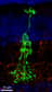 En vert, une cellule de Campana. La forme de cloche est bien visible. © John A. Moran, Eye Center at the University of Utah&nbsp;