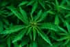 En France, un médicament à base de cannabis est autorisé (le Marinol, ou dronabinol). Il est prescrit contre des troubles de l’appétit et pour limiter les effets secondaires des chimiothérapies. Zoom sur les vertus médicales du cannabis, alors que sa légalisation fait toujours débat dans plusieurs pays.