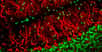 Les cellules de Purkinje (en rouge) se caractérisent par un arbre dendritique bien ramifié. © ZEISS Microscopy, Flickr, CC BY-NC-ND 2.0