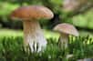 La fin de l’été et l’automne sont des saisons propices à la cueillette des champignons. Mais pour apprendre à reconnaître les champignons, mieux vaut être initié par un mycologue averti. Voici quelques éléments clés à observer sur le champignon pour l’identifier.