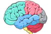 Les lobes frontaux des deux hémisphères cérébraux se situent à l’avant. © Alexander Pokusay, Fotolia