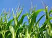 Des chercheurs américains ont mis au point un système robotisé avec une intelligence artificielle pour aider la culture sélective du maïs. Équipé de caméras, il est capable de mesurer l’inclinaison des feuilles.
