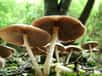 Les champignons forment un groupe très diversifié, avec des espèces disposant de sporophores de plusieurs centimètres (pied et chapeau, comme à l’image), tandis que les levures sont unicellulaires. © Wonderferret, Flickr, cc by 2.0