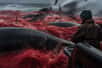 Le Japon part à la chasse à la baleine avec le Kangei Maru (image générée à l'aide de l'IA). © bennymarty, Adobe Stock