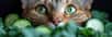 Sur internet, les vidéos de chats sursautant à la vue de cucurbitacées sont légion. Mais comment expliquer ces réactions extrêmes ? Les chats ont-ils vraiment peur des concombres ?