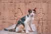 Dans l'Égypte ancienne, le chat transcendait son statut d'animal domestique pour devenir un être vénéré, presque divin. Cette créature féline occupait une place centrale dans les croyances et rituels religieux des Égyptiens il y a plus de 6 000 ans. Pourquoi ce petit prédateur a-t-il suscité un tel culte au point que sa mort pouvait entraîner un deuil national ? Plongeons dans les mystères qui entourent cet animal sacré.