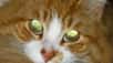 Ce chat a les pupilles dilatées dans l'obscurité, le flash de la photo se réfléchit au fond de son oeil sur son tapetum lucidum et le fait paraître vert doré. © Dropus, Wikimedia Commons