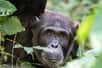 Sais-tu quel animal malicieux et proche cousin de l’humain est capable de fabriquer des outils ? Aujourd’hui on va parler du chimpanzé dans Bêtes de science.