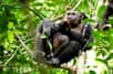 Un chimpanzé du parc national de Loango au Gabon déguste une tortue qu'il vient d'attraper. © Erwan Théleste