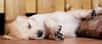 Quelques semaines après le scandale des « chiens-pandas » en Chine, des poussins multicolores en France, et alors que l'Italie vient d'interdire la pratique du « Puppy Yoga », les débats autour du bien-être animal sont relancés : jusqu'où irons-nous pour être dans la tendance et satisfaire nos besoins de voir du « mignon » ?