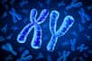 Le chromosome Y, porteur de l'identité masculine, s'efface progressivement. Cette disparition annonce-t-elle la fin de l'espèce humaine ? Une découverte récente chez les rats épineux du Japon offre une lueur d'espoir. Un nouveau gène sexuel pourrait-il assurer la pérennité de l'Homme ?